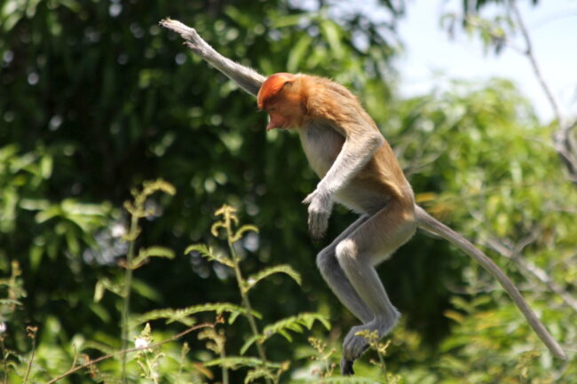 A proboscis monkey leaping from tree to tree