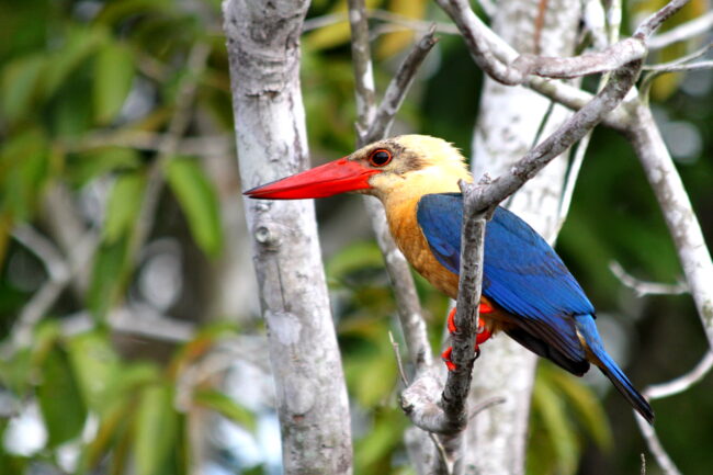 A blue and yellow bird with a red beak from Balikpapan