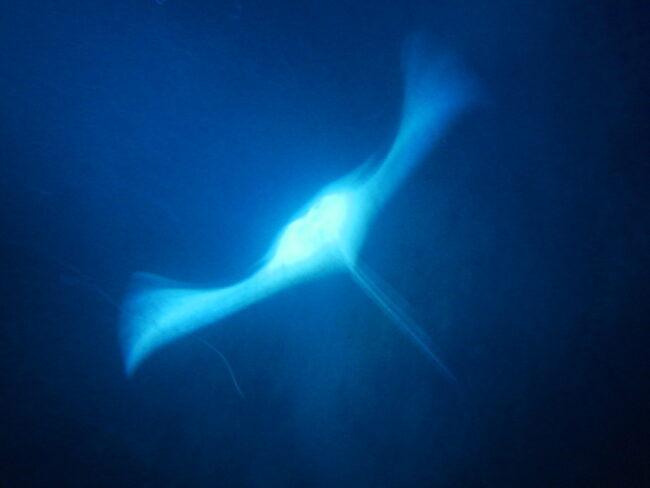 A night image of a manta ray in the ocean