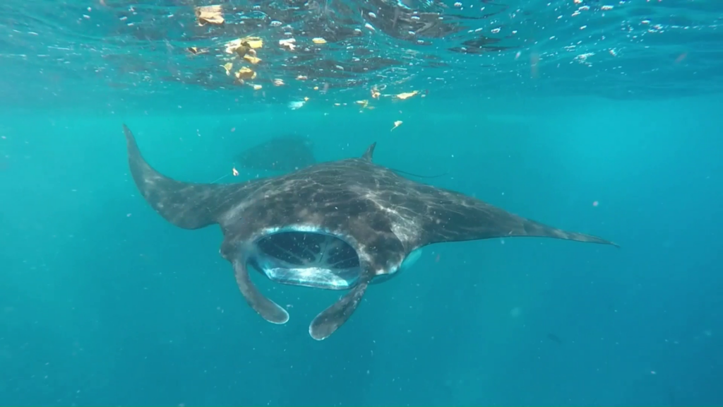 Manta Rays Singer Manta Rays - WorldSnorkel.com