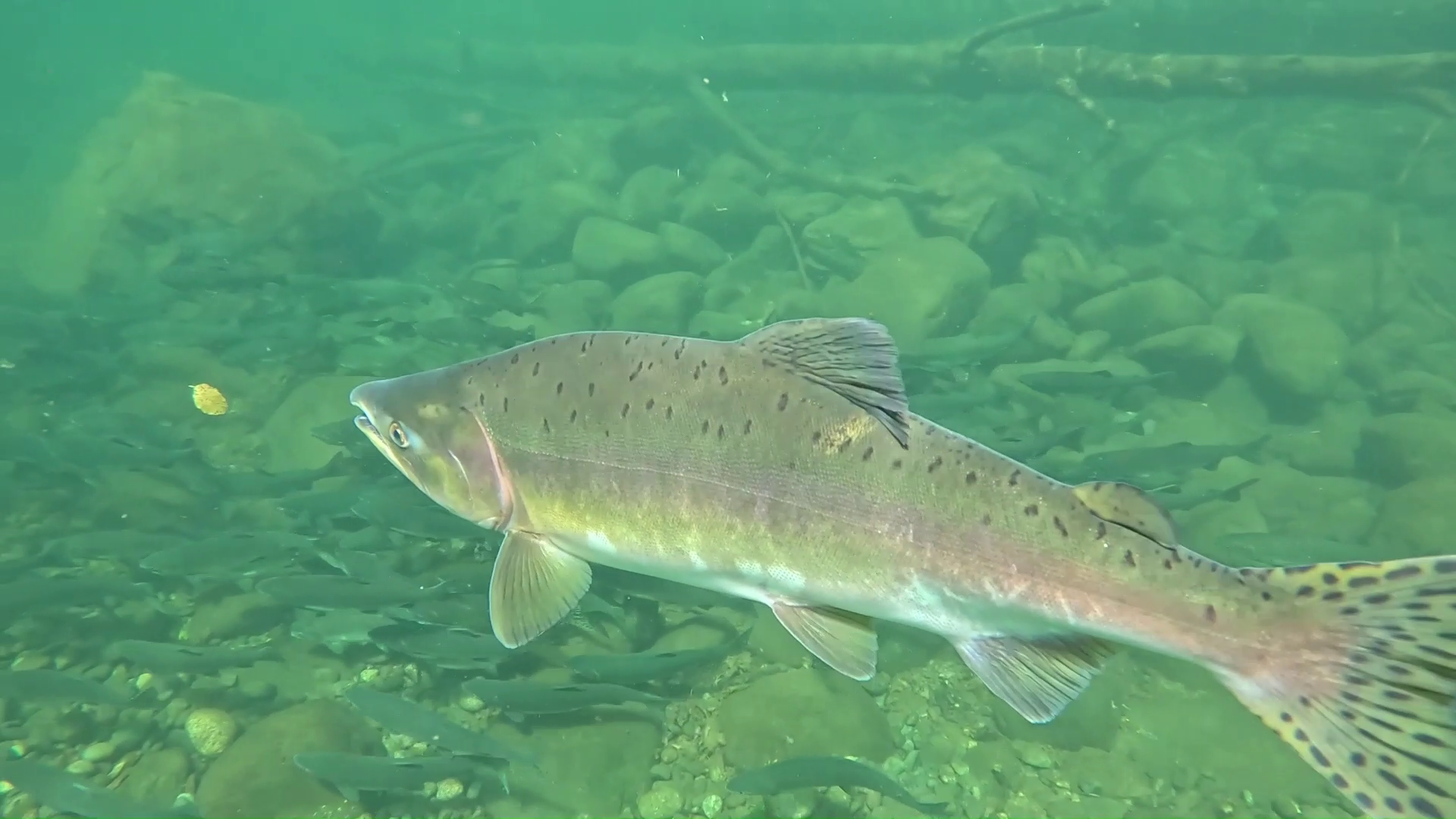 A salmon migration up the rivers of Canada’s west coast