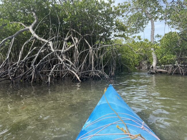 Kayaking through the jungle rivers.