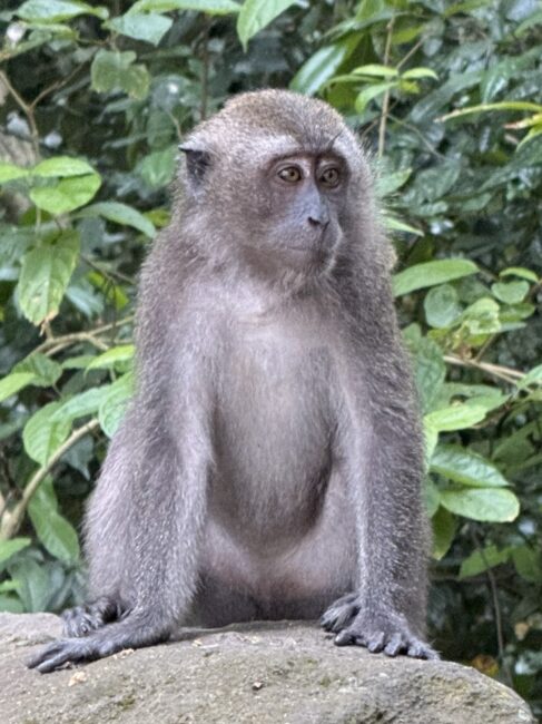 Native Monkey of Sabang Islands