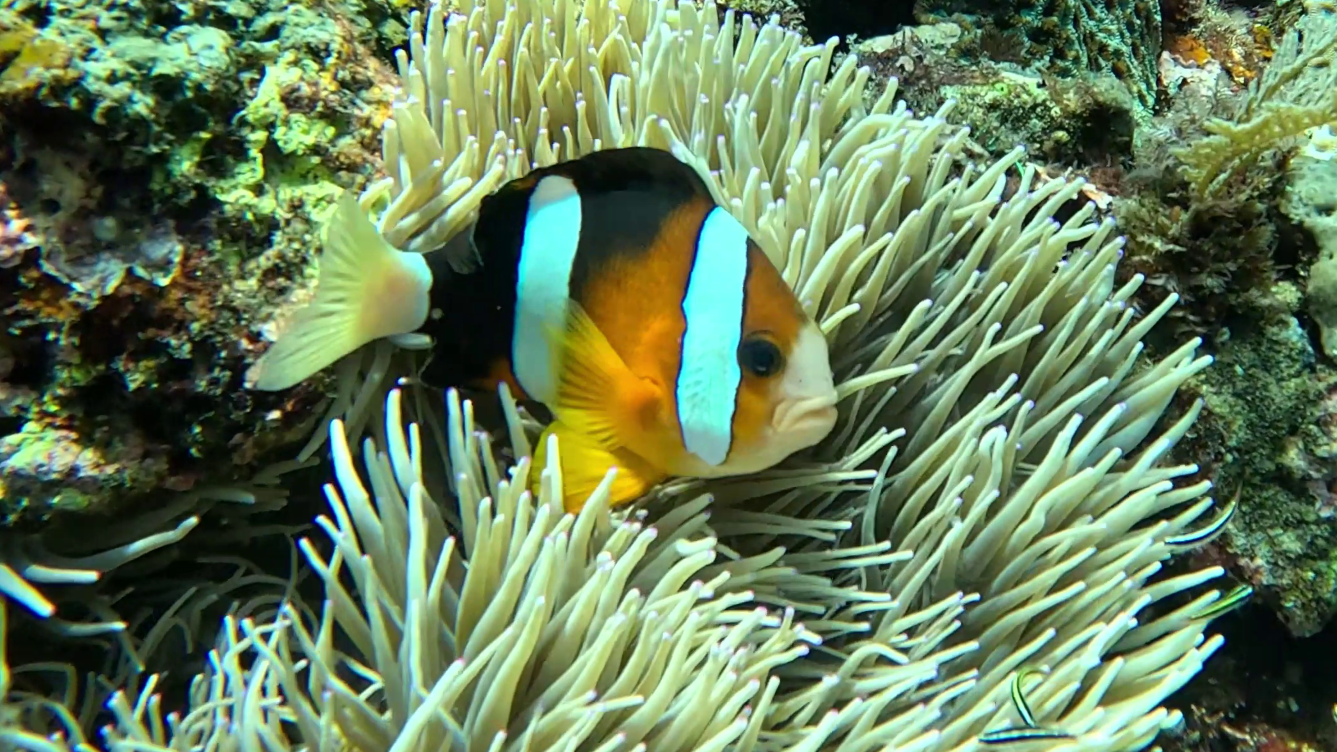 Clownfish hiding in it's host anemone.