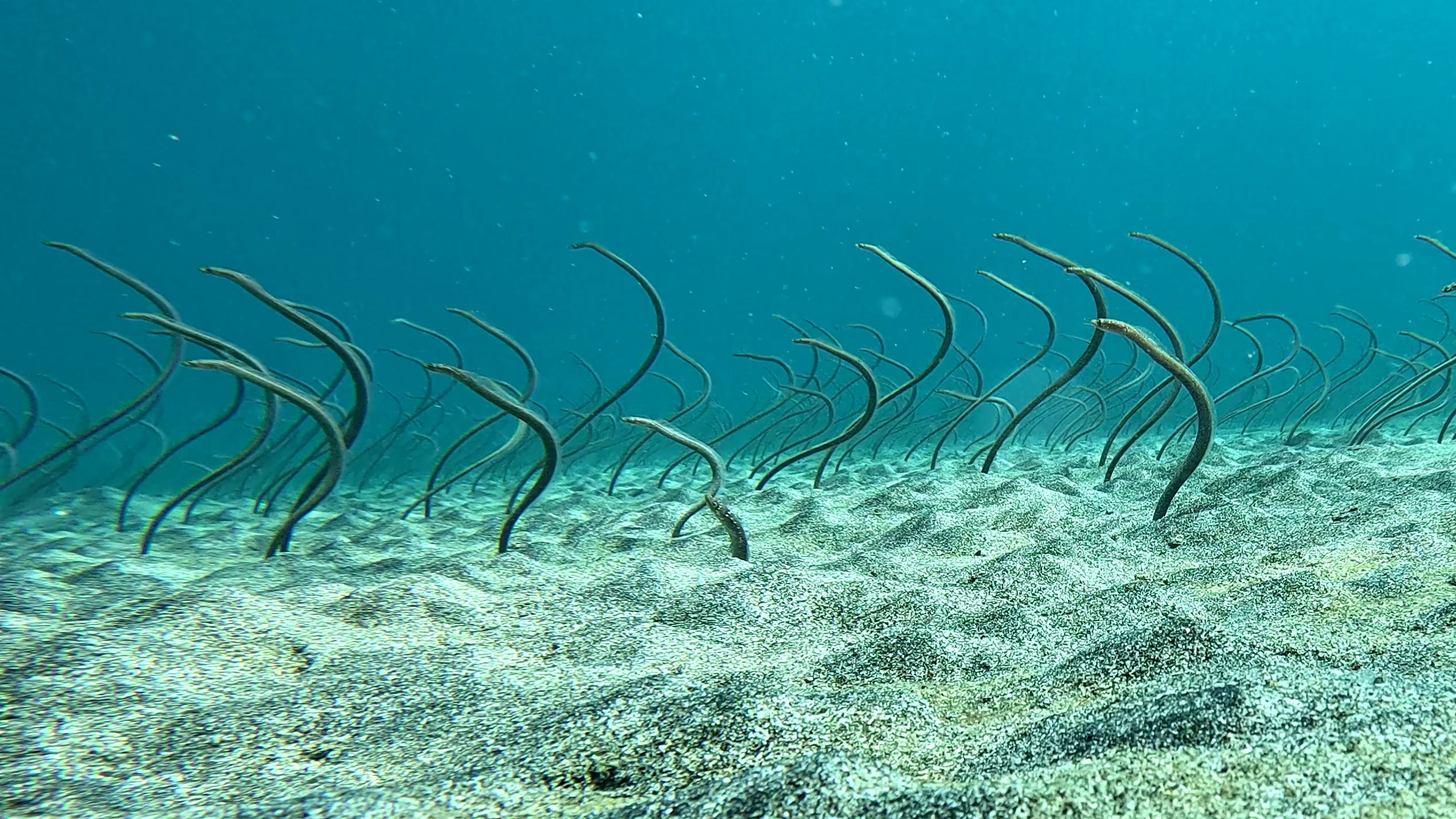 Garden Eels within the sandy seabed.