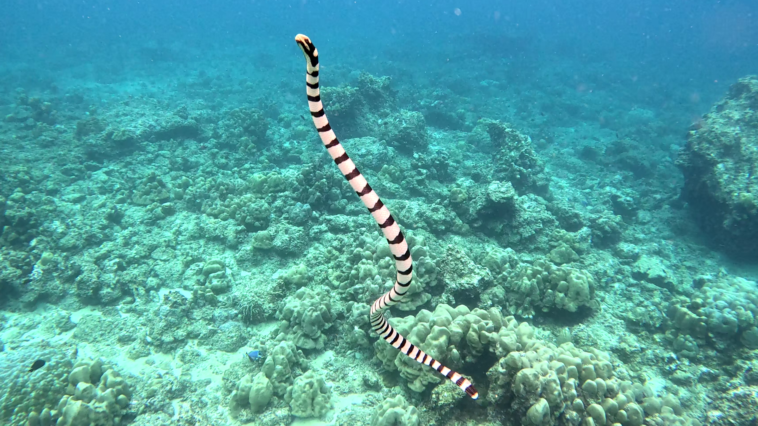 Sea snake in clear blue shallow waters.