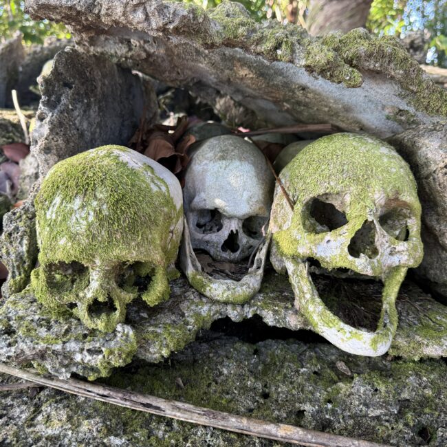 Three old and mossy human skulls