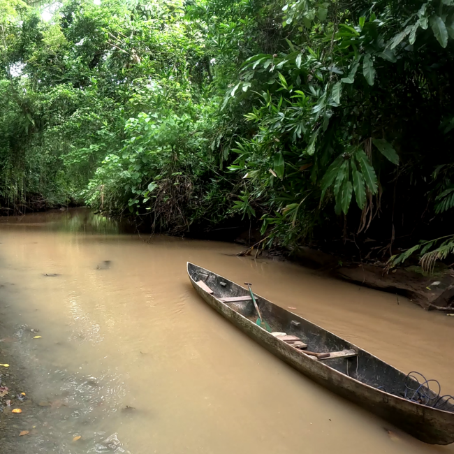 A traditional dugout canoe going through jungle river